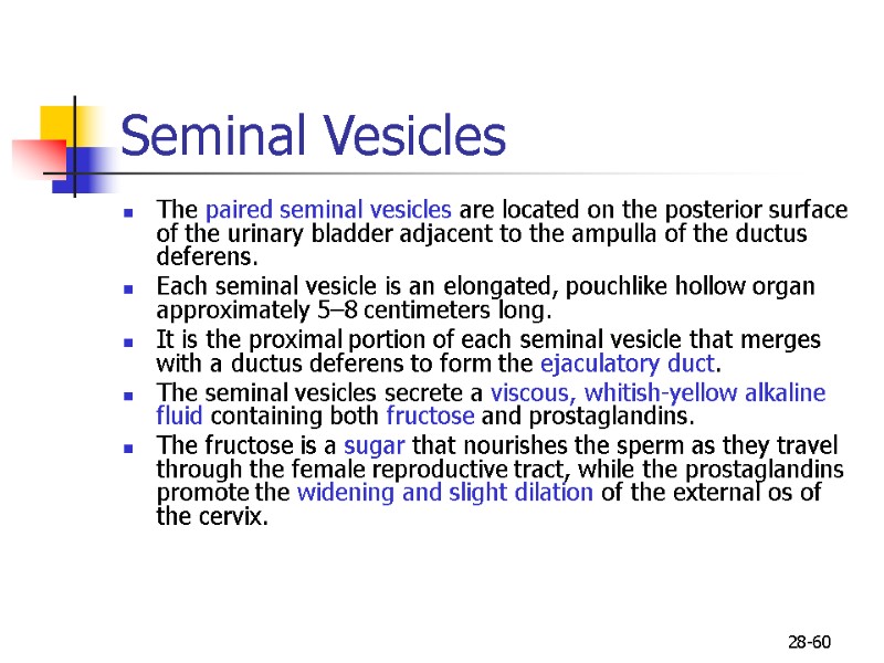 28-60 Seminal Vesicles  The paired seminal vesicles are located on the posterior surface